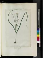 Moraea tristis (L.f.) Kew, from South Africa