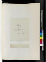 Gemmaria unguiculata (W.F. Barker) D. & U. Muller, from South Africa