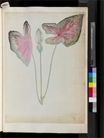 Caladium bicolor (Aiton) Vent., provenance unknown