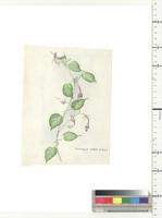 Ceropegia talbotii S. Moore, from Nigeria