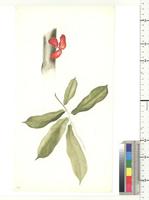 Cola Schott & Endl., species from Nigeria