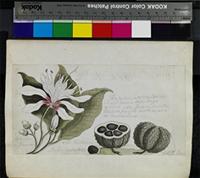 Calodendron capense (L.f.) Thunb. from South Africa