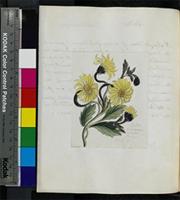 Chrysanthemoides monilifera (L.) Norl. from South Africa
