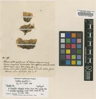 Original material of Cactus opuntia L. [family CACTACEAE]