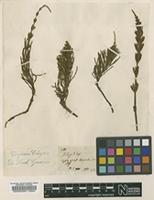 Lectotype of Equisetum arvense L. [family EQUISETACEAE]