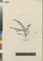 Type of Suaeda vera Forssk. [family CHENOPODIACEAE]