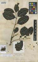 Type of Roupala pinnata (Ruiz & Pav.) Diels [family PROTEACEAE]