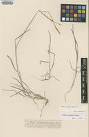 Syntype of Hordeum cordobense Bothmer, N.Jacobsen & Nicora [family POACEAE]