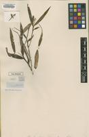 Type of Epidendrum corymbosum Lindl. [family ORCHIDACEAE]