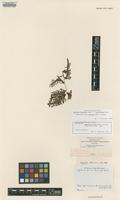 Isotype of Lygodium boivini Mett. ex Kuhn [family LYGODIACEAE]