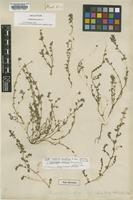 Holotype of Euphorbia prostrata Aiton [family EUPHORBIACEAE]
