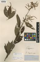 Lectotype of Polygonum molle D.Don [family POLYGONACEAE]