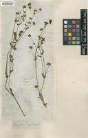 Type of Potentilla nepalensis Wall. [family ROSACEAE]