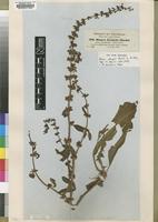 Syntype of Rumex steudelii Hochst. ex A.Rich. [family POLYGONACEAE]