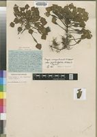 Type of Trapa congolensis V.Vassil. var. parvifolia [family TRAPACEAE]