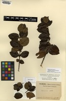 Isotype of Salzmannia nitida DC. [family RUBIACEAE]
