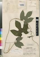 Holotype of Dioscoreophyllum cumminsii Troupin var. leptotrichos [family MENISPERMACEAE]