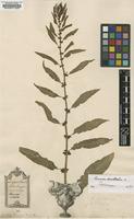 Original material of Rumex crispus L. [family POLYGONACEAE]