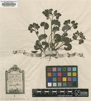 Lectotype of Chrysosplenium alternifolium L. [family SAXIFRAGACEAE]