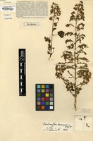 Type of Neomuellera damarensis S.Moore [family LAMIACEAE]