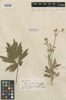 Type of Ranunculus sericeus Banks & Sol. [family RANUNCULACEAE]