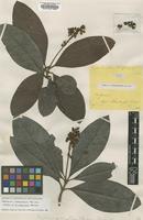 Isotype of Byrsonima ceranthera Benth. [family MALPIGHIACEAE]