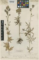 Type of Aconitum semigaleatum Pall. [family RANUNCULACEAE]