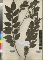 Syntype of Choristylis shirensis Baker,f. [family GROSSULARIACEAE]