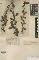 Isotype of Cotoneaster wallichianus G.Klotz [family ROSACEAE]