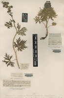 Type? of Aconitum firmum Rchb. [family RANUNCULACEAE]