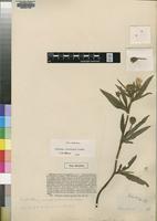 Holotype of Hibiscus rhodesicus Baker f. [family MALVACEAE]