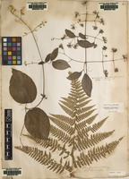 Lectotype of Polypodium speluncae L. [family DENNSTAEDTIACEAE]