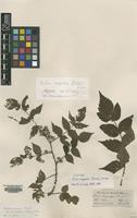 Isotype of Rubus inopterus (Focke) Focke [family ROSACEAE]