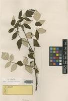 Isotype of Rubus pruinosus Zoll. & Morren [family ROSACEAE]