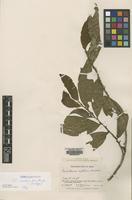 Isotype of Lacistema curtum Macbride [family FLACOURTIACEAE]