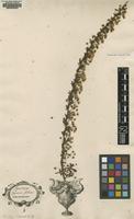 Original material of Spiraea hypericifolia L. [family ROSACEAE]