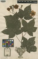 Original material of Rubus odoratus L. [family ROSACEAE]