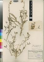 Type of Cleome heterochroma Briq. [family CAPPARIDACEAE]