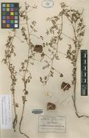 Isotype of Cardiospermum dissectum (S.Watson) Radlk. [family SAPINDACEAE]