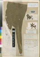 Isotype of Cola letestui Pellegr. [family STERCULIACEAE]