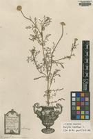 Lectotype of Anacyclus valentinus L. [family ASTERACEAE]