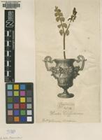Lectotype of Osmunda lunaria L. [family OPHIOGLOSSACEAE]