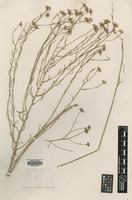 Type? of Iberis deflexifolia Jord. [family BRASSICACEAE]