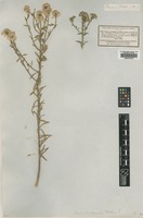 Type of Iberis contejeanii Billot [family BRASSICACEAE]