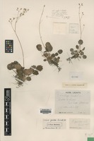 Syntype of Saxifraga geoides Lacaita [family SAXIFRAGACEAE]