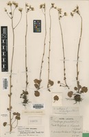 Paratype of Saxifraga bulbifera Lacaita var. pseudogranulata [family SAXIFRAGACEAE]