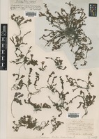 Type? of Saxifraga x huteri Ausserd. [family SAXIFRAGACEAE]