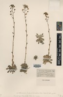 Type of Saxifraga x churchillii Huter var. minor [family SAXIFRAGACEAE]