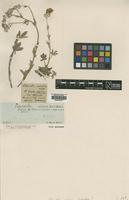 Type of Potentilla velutina Bieb. [family ROSACEAE]