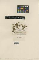 Type of Potentilla minima Haller f. [family ROSACEAE]